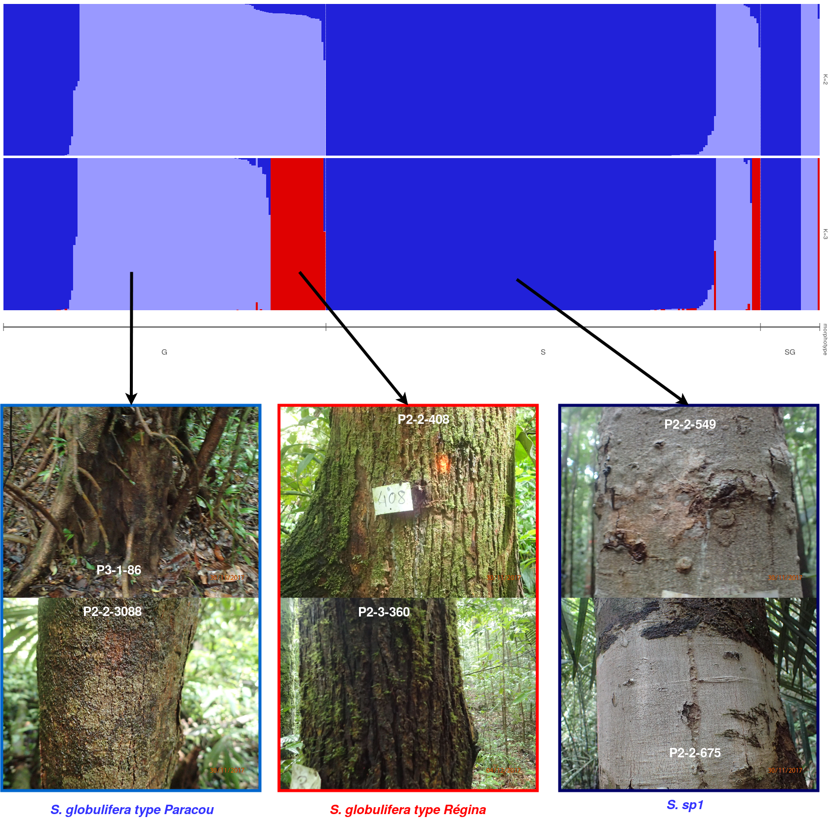 The *Symphonia globulifera* morphotypes identified in the field. The three morphotypes are identified with their bark with *S. sp1* having a light grey thin and smooth bark, the *S. globulifera type Paracou* having a dark and intermediate thin and smooth bark compared to the thick and lashed bark of *S. globulifera type Regina*.