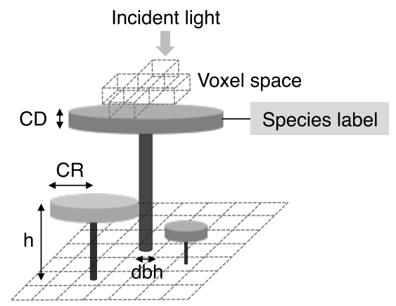 Individuals tree inside TROLL explicit spatial grid from @Li. Tree geometry (crown radius CR, crown depth CD, height h, diameter at breast height dbh) is updated at each timestep following allometric relationship with assimilated carbon allocated to growth. Each tree is flagged with a species label linking to its species-specific attributes. Light is computed explicitly at each timestep for each voxel.
