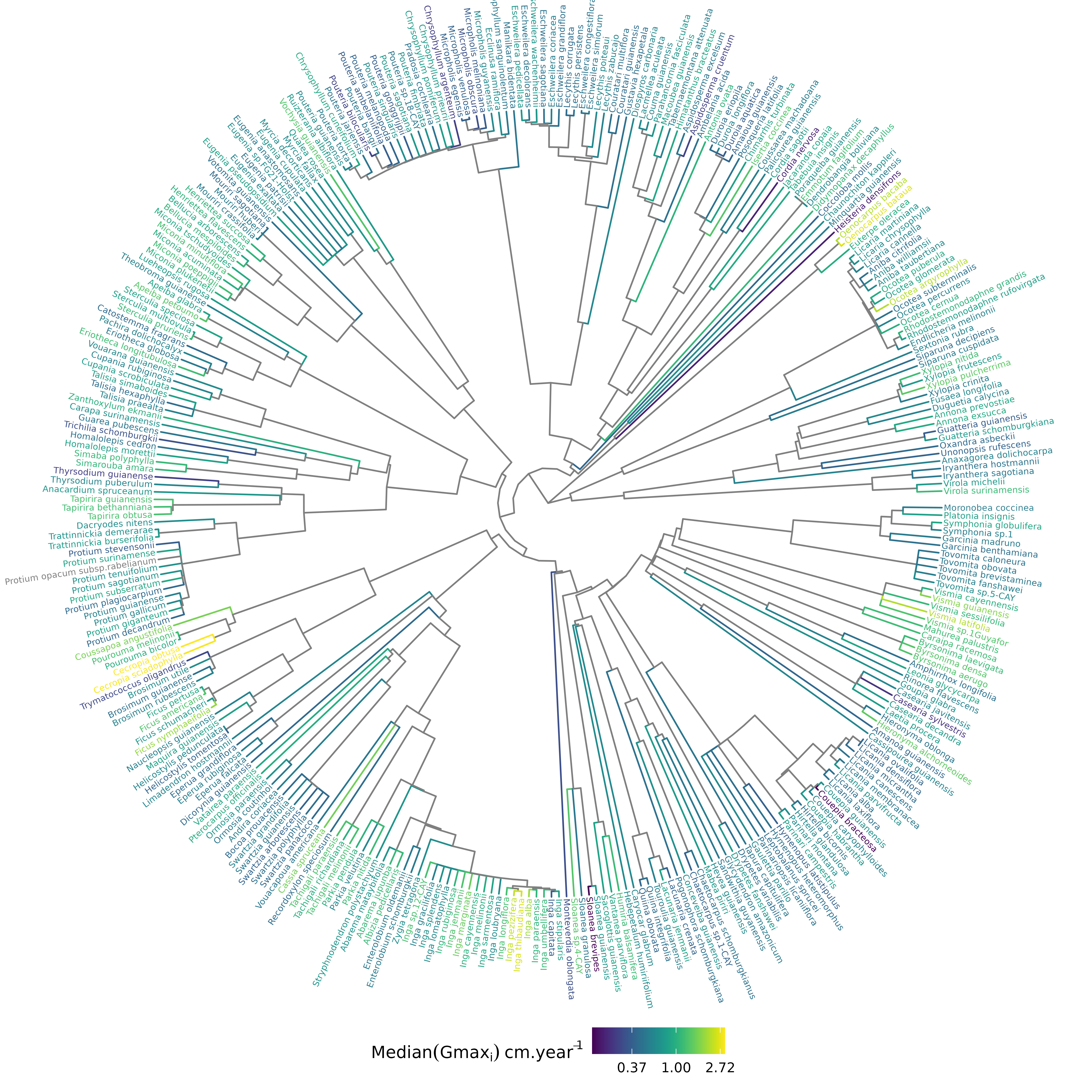 Distribution of species growth potential (Gmax, cm/yr) in the phylogeny.