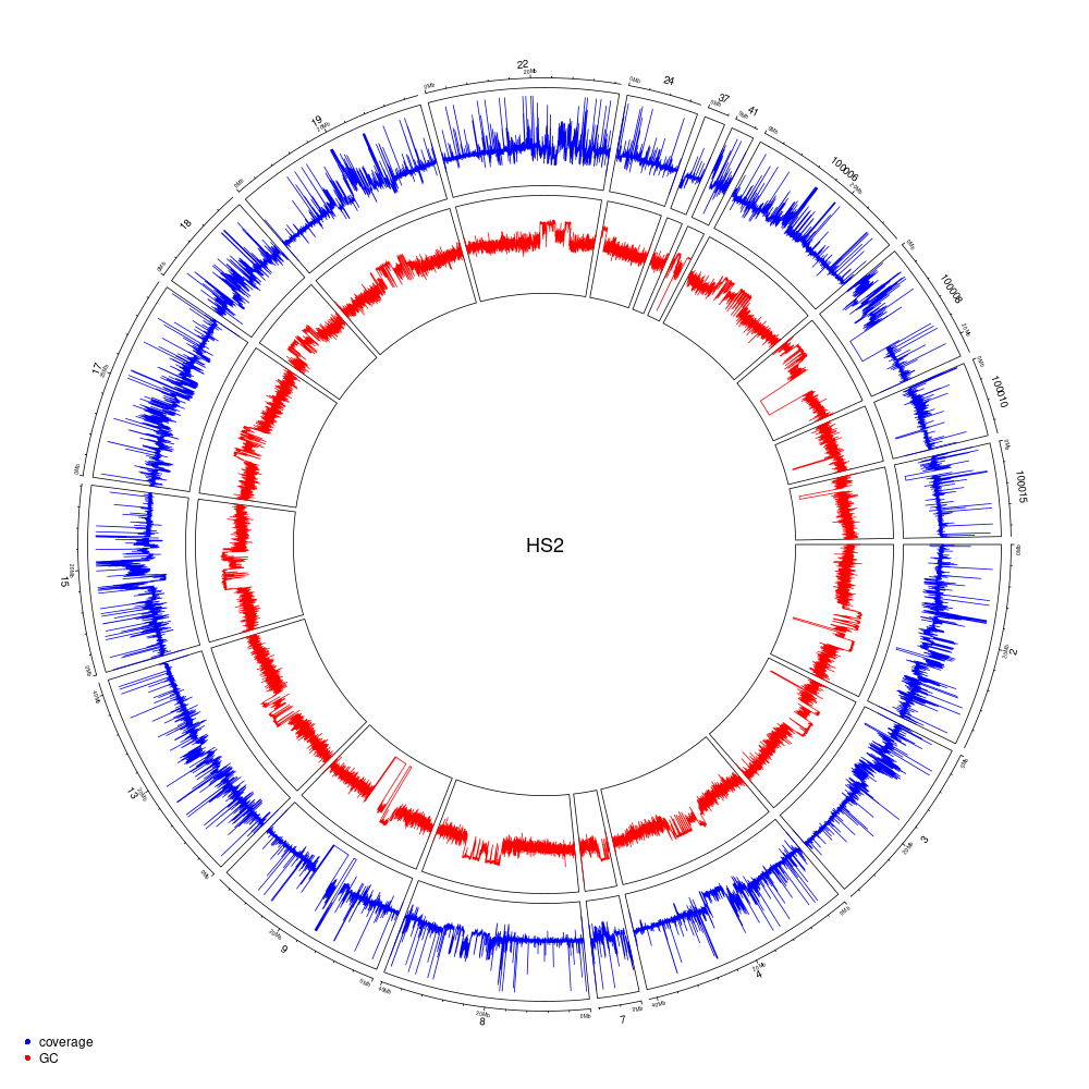 Genome coverage and GC-content on a 10-kb windows for the HS2 haplotype (scaffolds > 2-Mb).