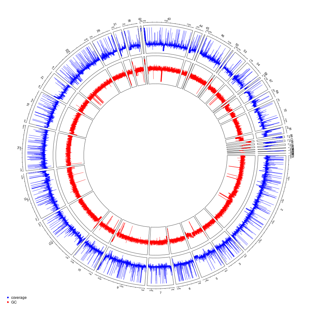 Genome coverage and GC-content on a 10-kb windows for the HS1 haplotype (all anchored scaffolds).